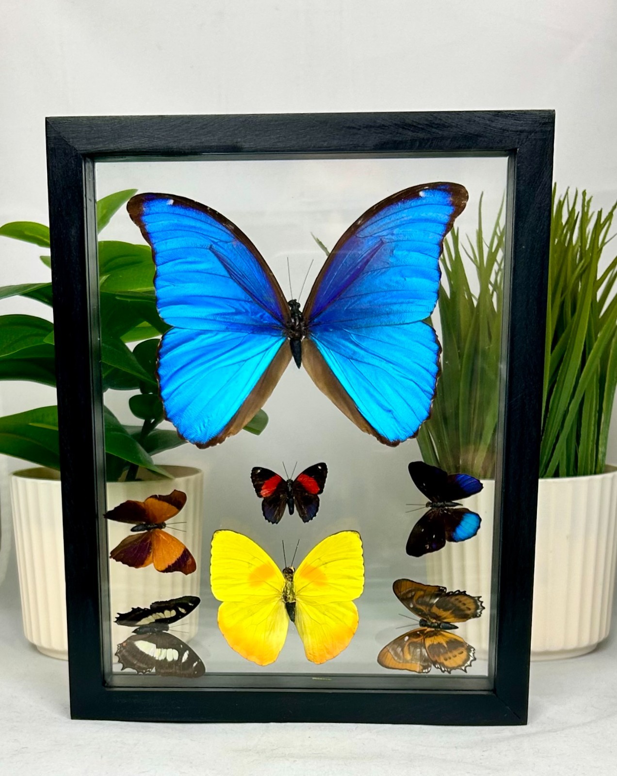 Real Butterflies One Blue Morpho Didius plus 6 amazing butterflies. (7MC001)