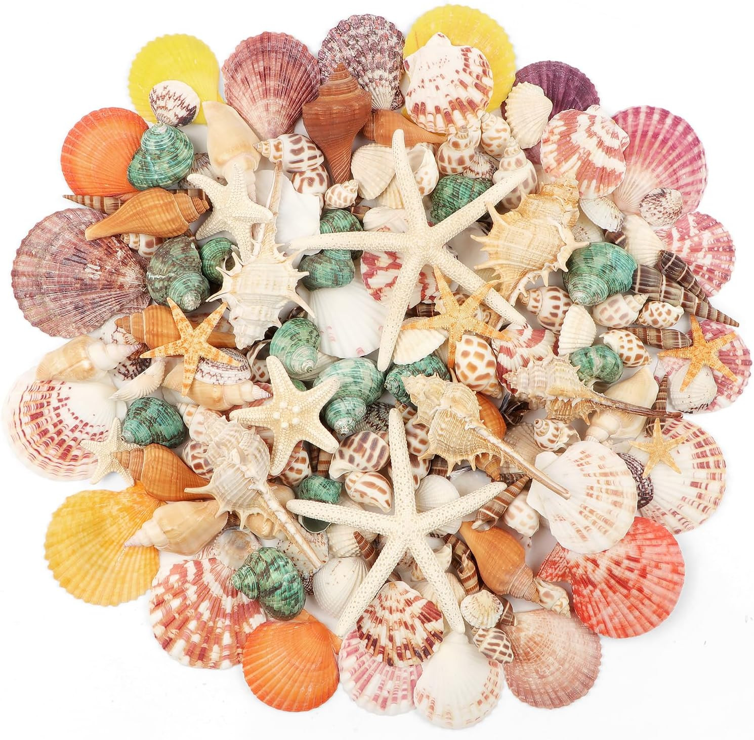 1.5 LB Mixed Beach Sea Shells, 130+ PCS Natural Seashells Starfish | 1.5 LB Mixed Beach Sea Shells, 130+ PCS Natural Seashells Starfish |