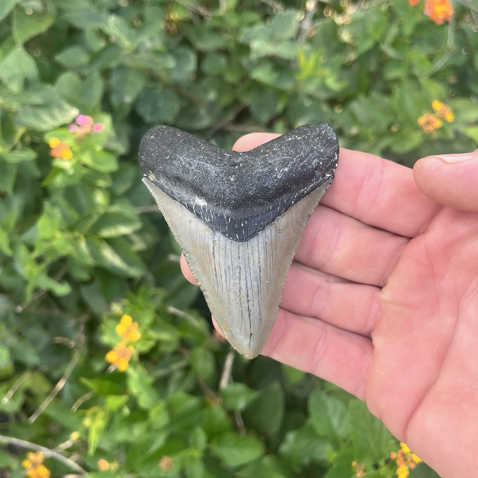 Real Megalodon Shark Tooth 3.19” Fossil Real Megalodon Shark Tooth 3.19” Fossil