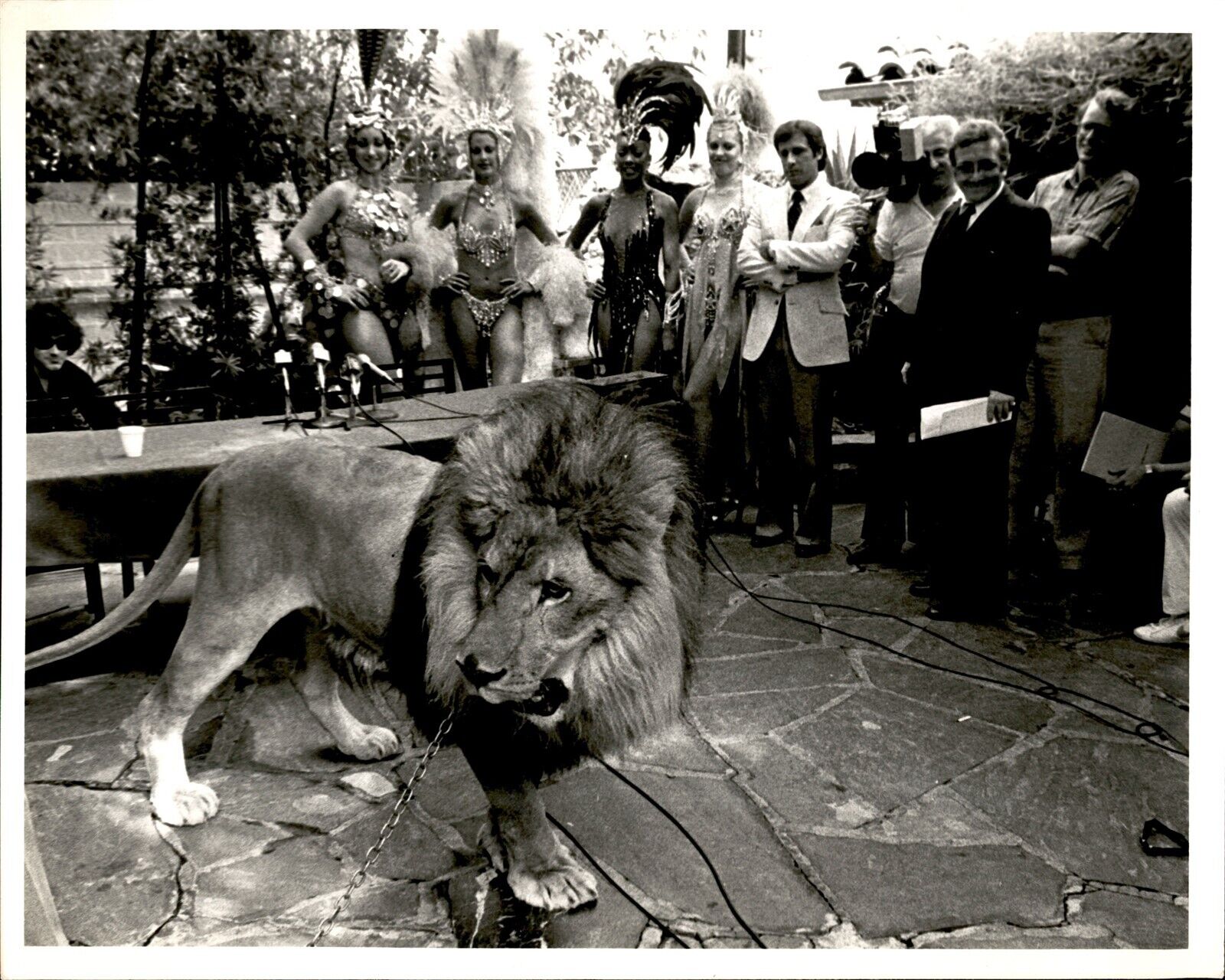 LAE2 Orig Garry A. Watson Photo AFRICAN LION @ LOS ANGELES CLUB SHOWGIRL DANCERS