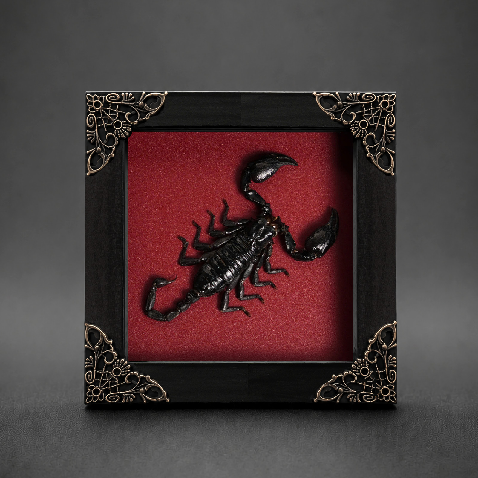 Real Scorpion Taxidermy Framed Halloween Gift Creepy Spooky Wall Hanging Decor