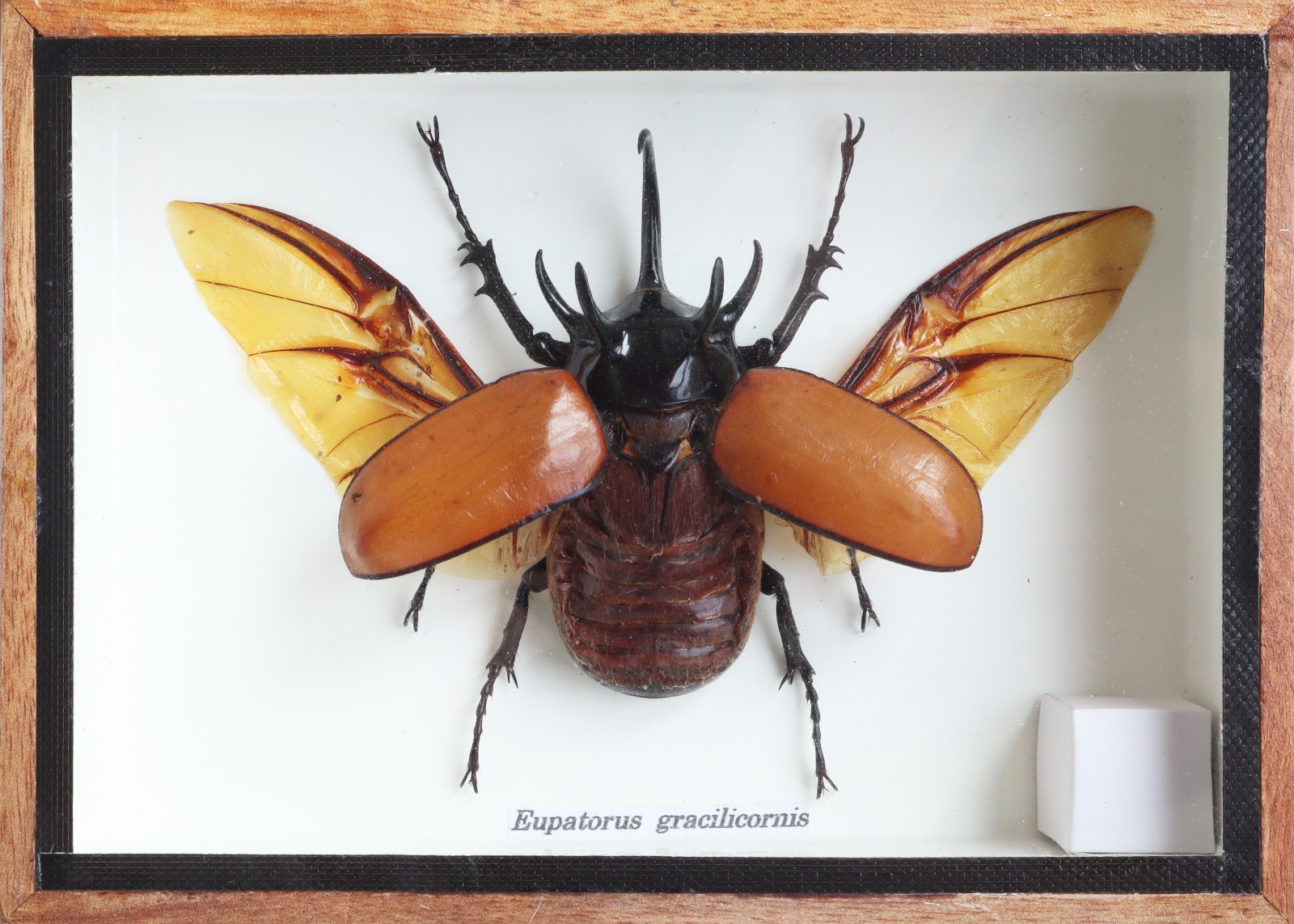 Real 5 Horned Rhino Beetle Eupatoris Gracilicornis Taxidermy Beetle Box Display Real 5 Horned Rhino Beetle Eupatoris Gracilicornis Taxidermy Beetle Box Display