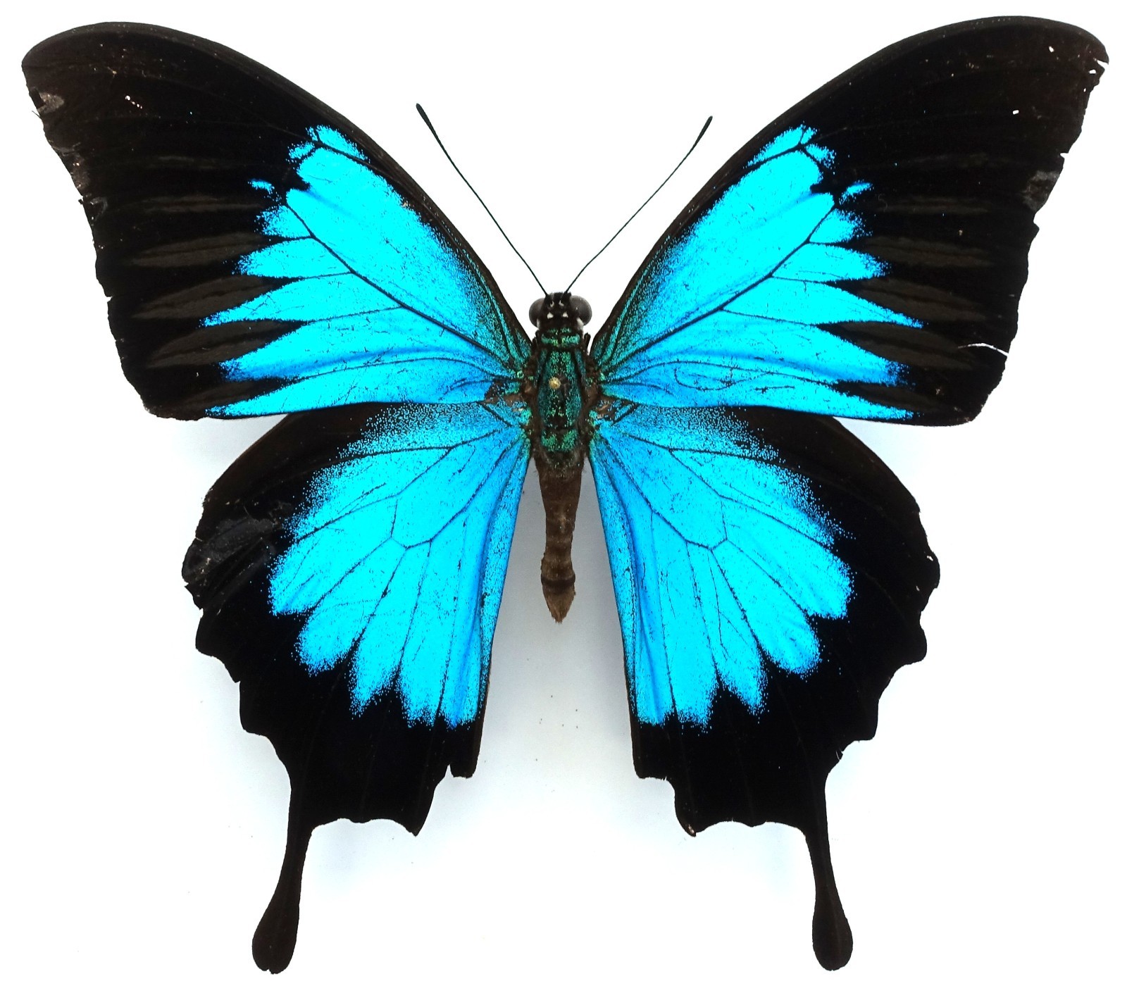 PAPILIO ULYSSES OXYARTES MALE FROM ARU ISL.m ++RARE++ PAPILIO ULYSSES OXYARTES MALE FROM ARU ISL.m ++RARE++