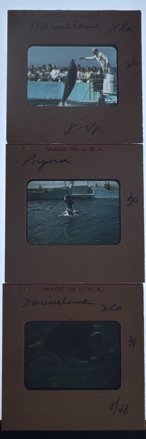 1948 Marineland Florida Marine Studios Porpoise Show 3 Vintage 35mm Slides 1948 Marineland Florida Marine Studios Porpoise Show 3 Vintage 35mm Slides