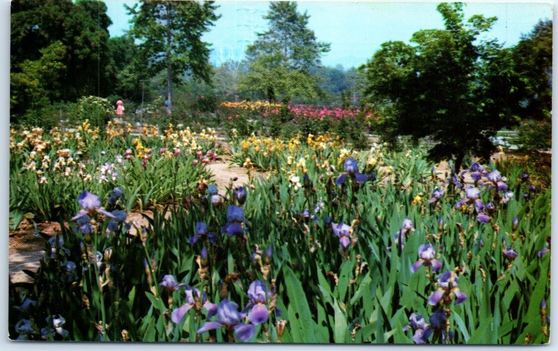 Postcard - Iris Section, Descanso Gardens - La Cañada, California Postcard - Iris Section, Descanso Gardens - La Cañada, California