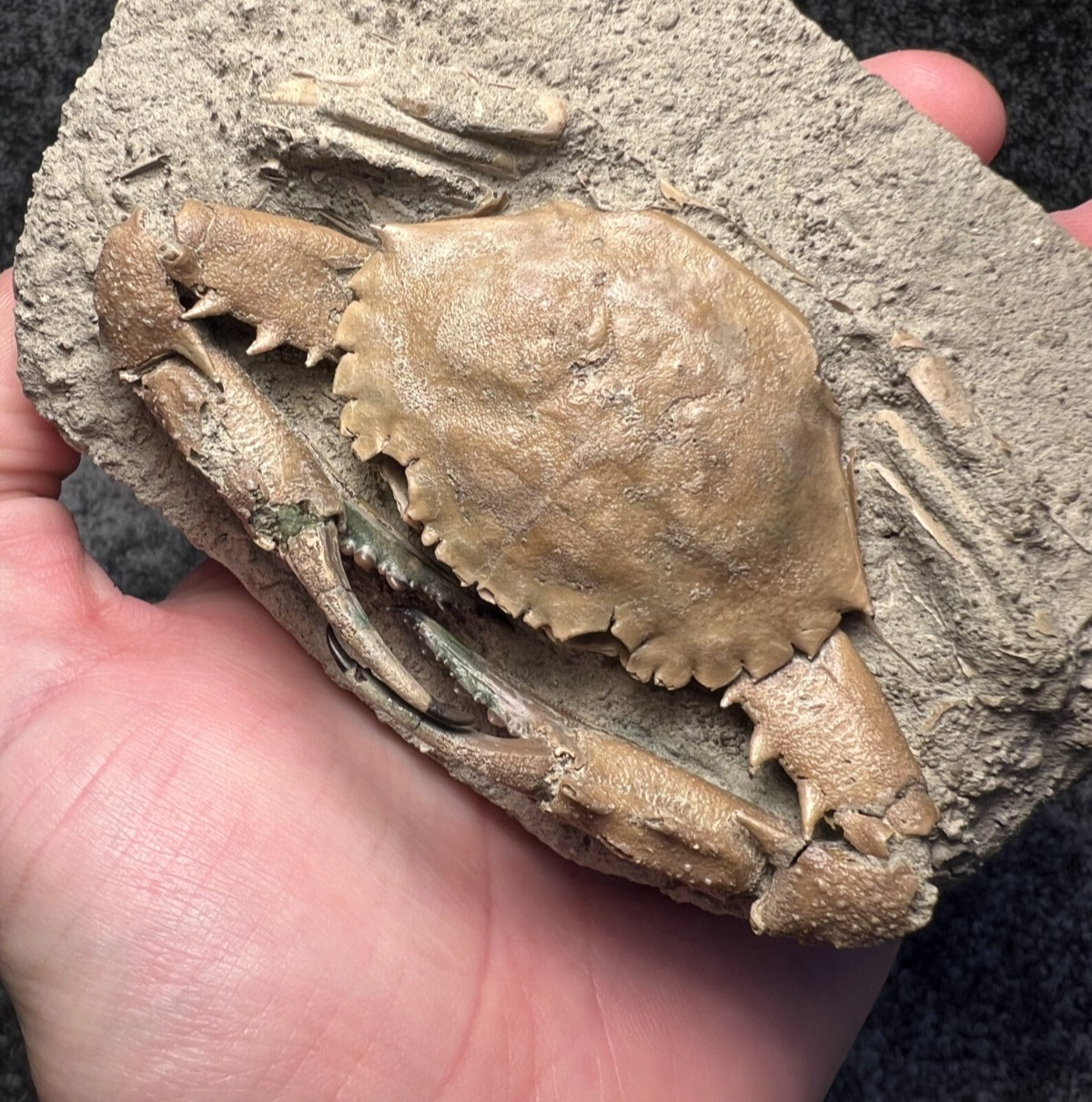Exceptional Charybdis Fossil Crab – Complete, Highly Detailed, Indonesia ✅ Exceptional Charybdis Fossil Crab – Complete, Highly Detailed, Indonesia ✅