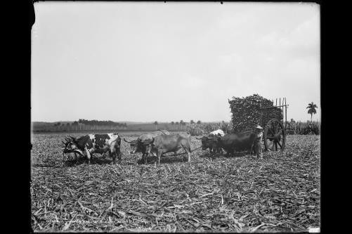 Load,cane,ox teams,industry,Cuban sugar plantation,Detroit Publishing Co,c1904 Load,cane,ox teams,industry,Cuban sugar plantation,Detroit Publishing Co,c1904