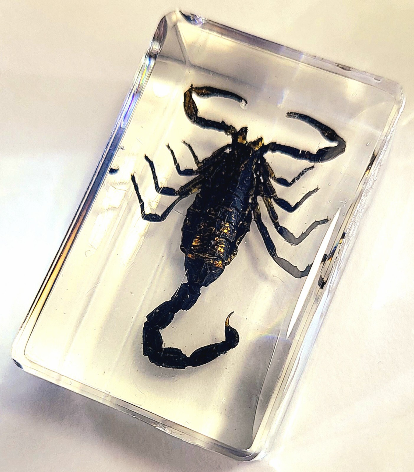 Real 44mm Black Scorpion in Clear Lucite Resin Science Education Specimen Block Real 44mm Black Scorpion in Clear Lucite Resin Science Education Specimen Block