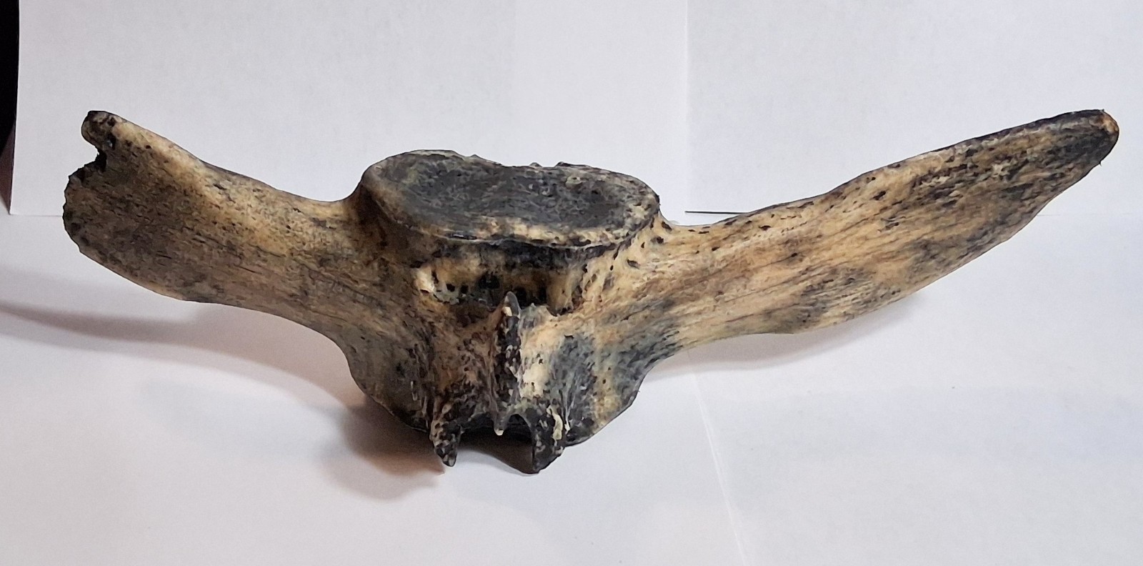 Giant Ground Sloth Vertebra Fossil Florida Sinkhole Pleistocene IceAge Megafauna Giant Ground Sloth Vertebra Fossil Florida Sinkhole Pleistocene IceAge Megafauna