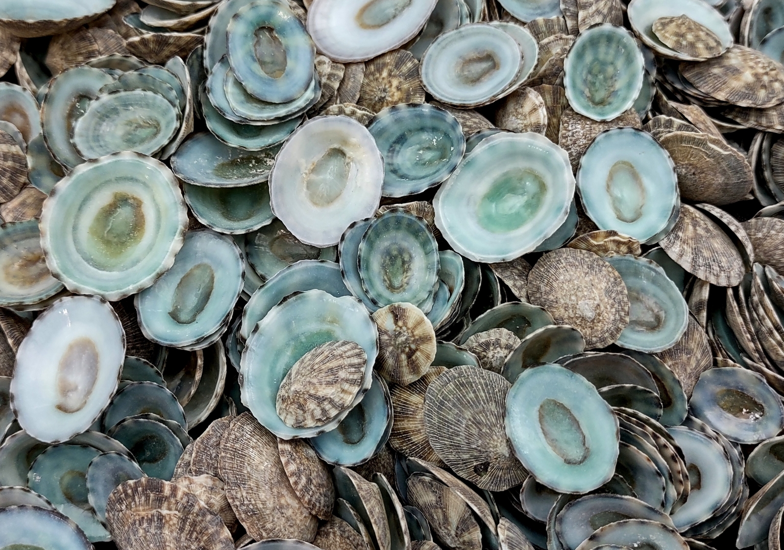 Green Limpet Seashells Sutorria (approx. 0.125 cup +/-35 shells 0.5+ inches) Green Limpet Seashells Sutorria (approx. 0.125 cup +/-35 shells 0.5+ inches)