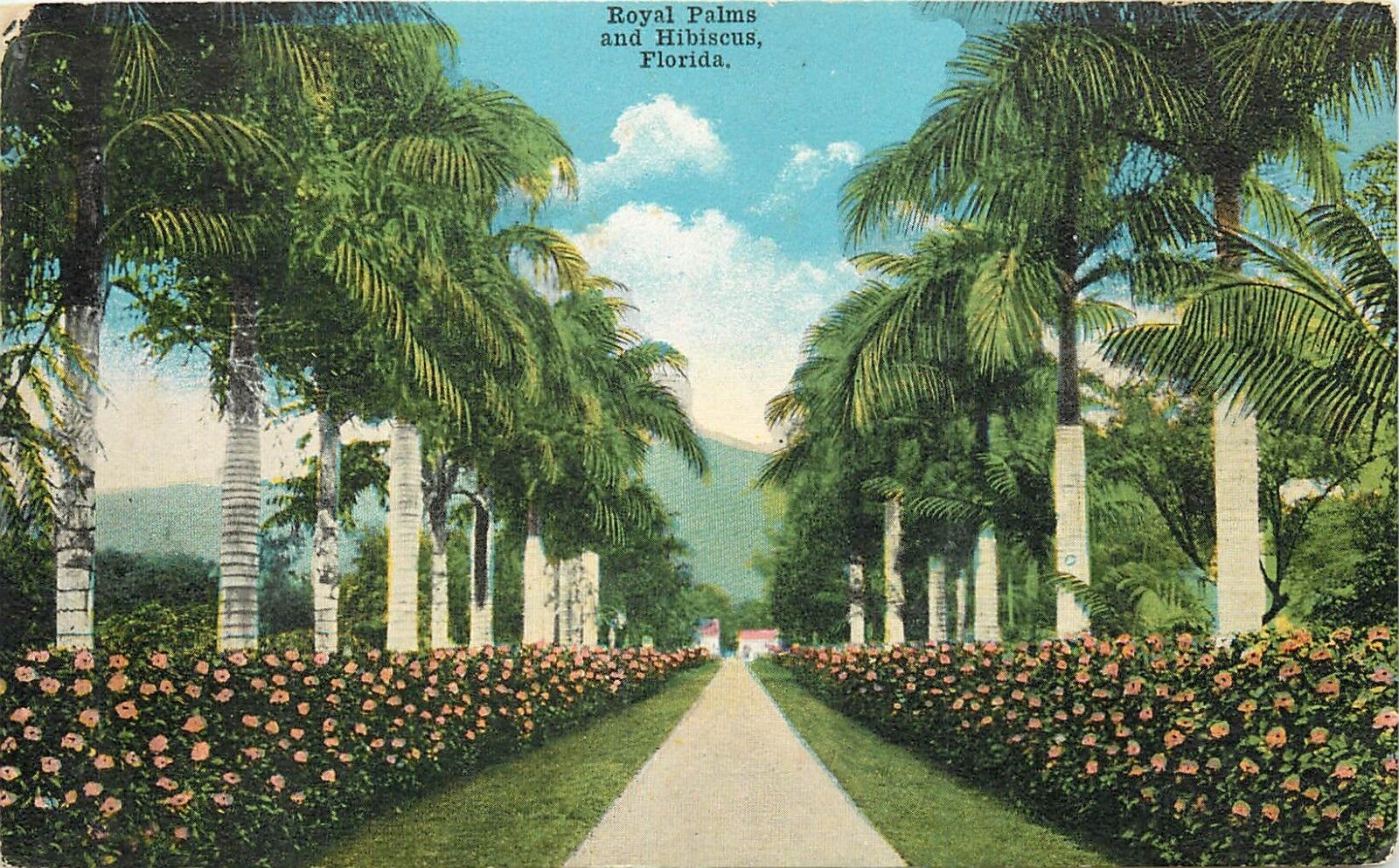 Royal Palms and Hibiscus Florida FL Postcard