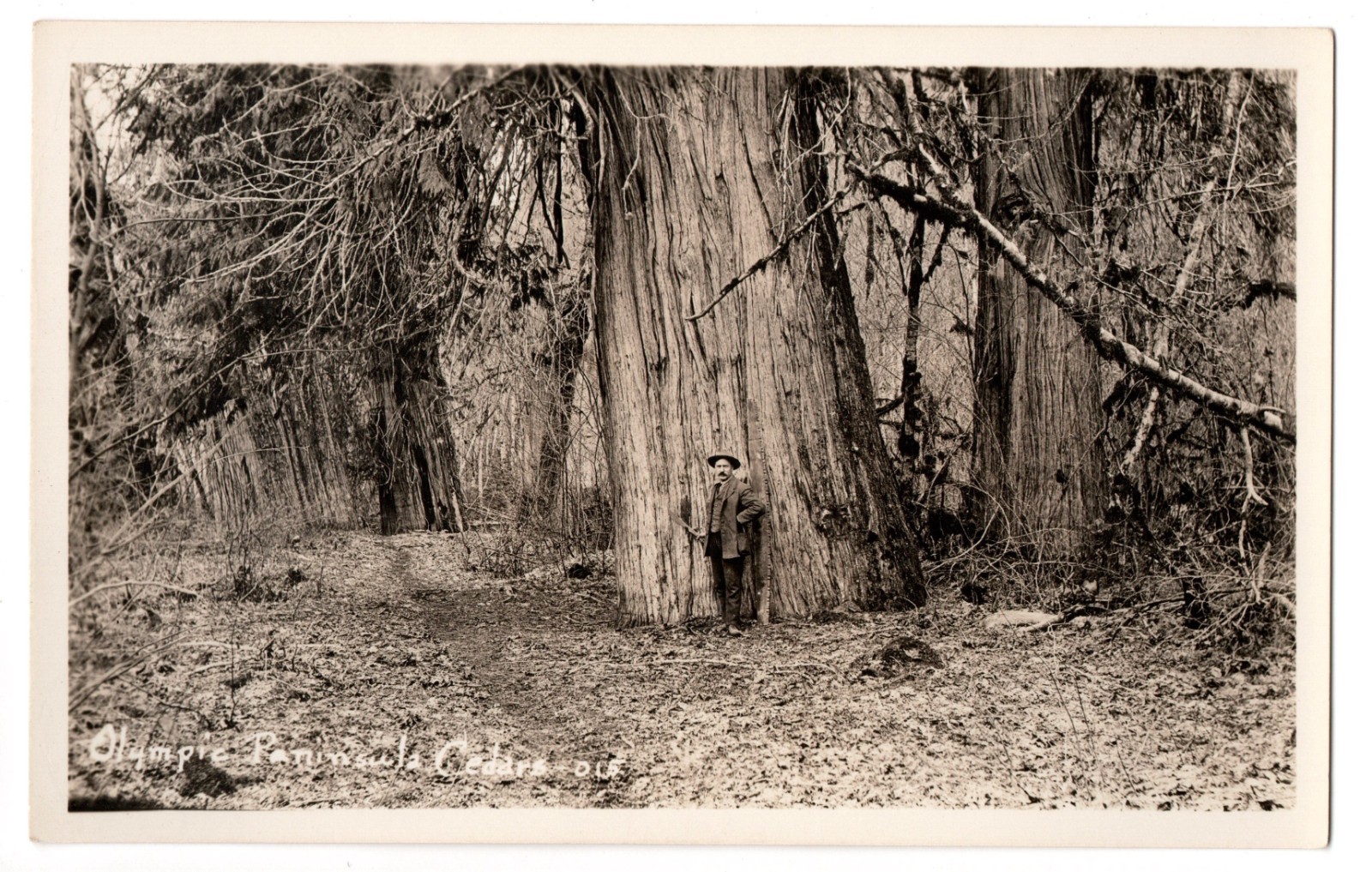 RPPC Olympic Peninsula WA Giant Western Red Cedar Big Tree Vintage Postcard RPPC Olympic Peninsula WA Giant Western Red Cedar Big Tree Vintage Postcard