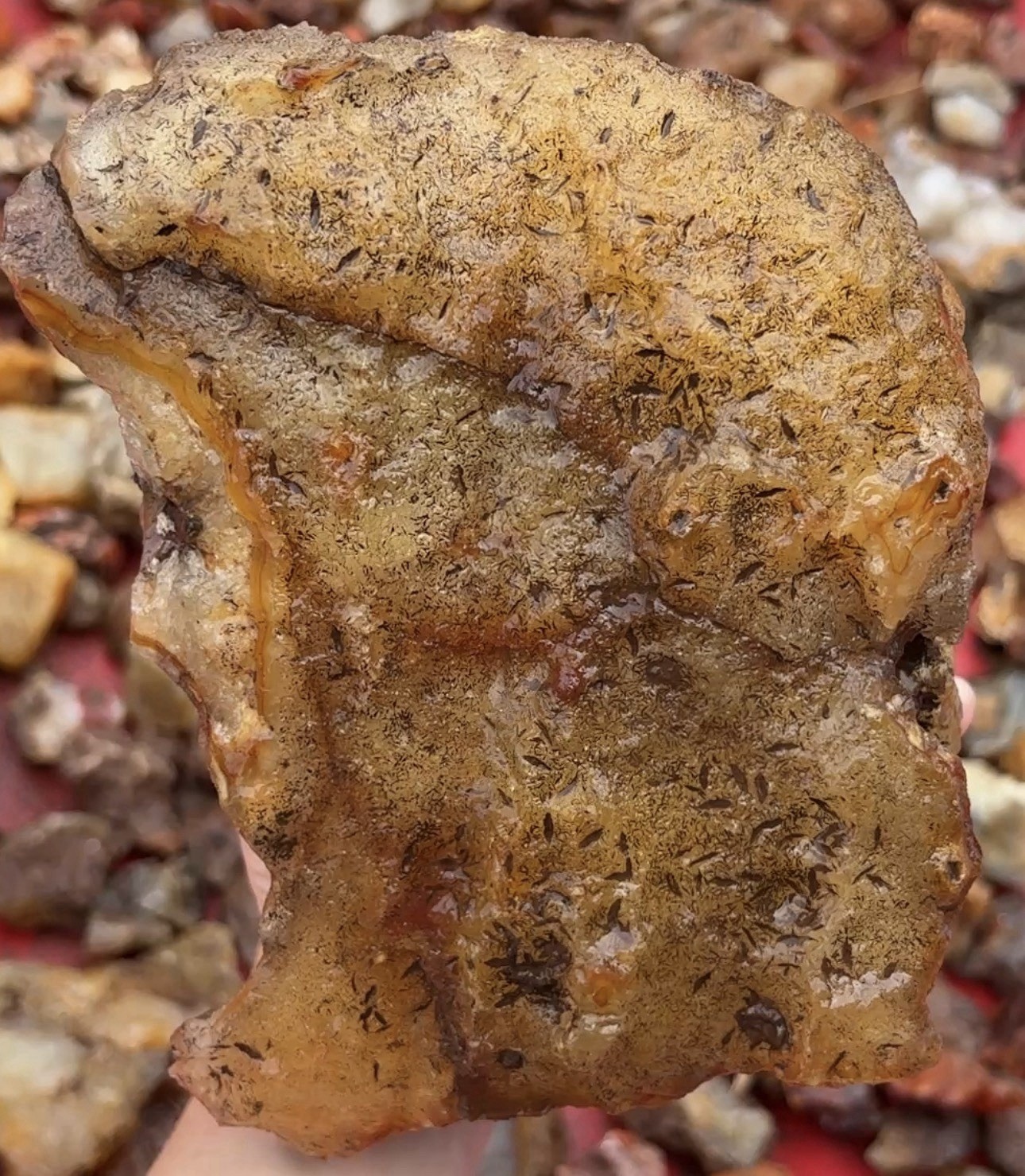5LB Giant Raw PNW Fortification Agate Huge Quartz Filled Specimen Rock Lapidary 5LB Giant Raw PNW Fortification Agate Huge Quartz Filled Specimen Rock Lapidary