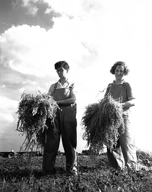 The clouds became threatening but harvest had to continue United - 1939 Photo The clouds became threatening but harvest had to continue United - 1939 Photo