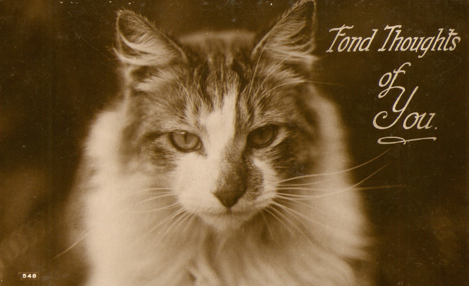 Cat - Fond Thoughts of You - RPPC Postcard Antique c1929 Real Photo N