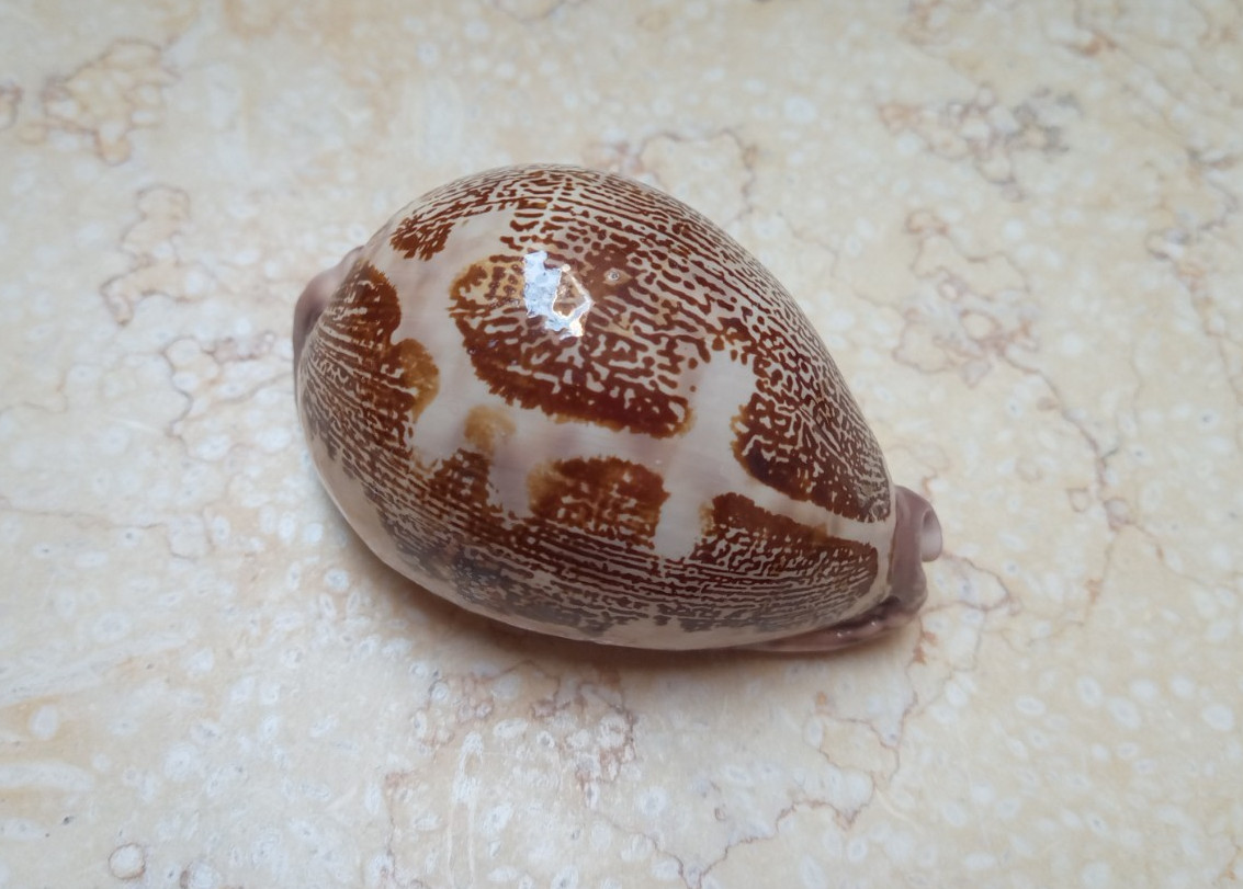 F Cypraea mappa rosea HUGE red sea shell super natural glossy rare 82.1 mm F++++ F Cypraea mappa rosea HUGE red sea shell super natural glossy rare 82.1 mm F++++