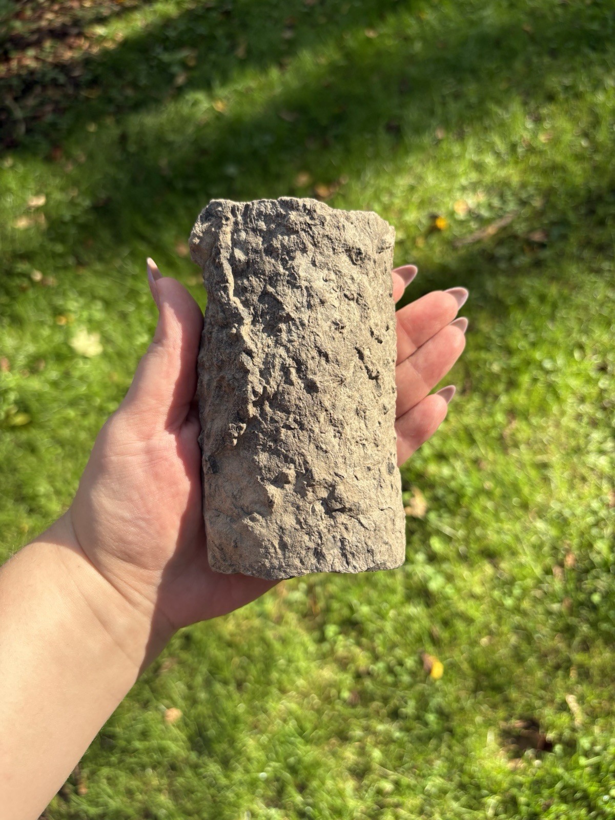 Natural Stigmaria Fossil Root Specimen- Large 5” Stigmaria Fossilized Tree Root