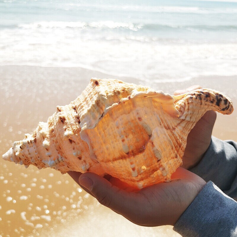 23CM 9inch Natural Aquariums Create Micro-landscapes Large Marine Snail Ornament 23CM 9inch Natural Aquariums Create Micro-landscapes Large Marine Snail Ornament