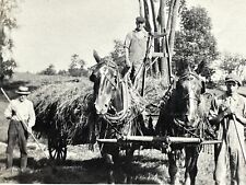 AZB Photograph 1910-20's Handsome Farmers Workers Horses Bailing Hay Farm Grass picture