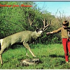 c1960s Montana Little Dear Boy Feeds Big Deer PlastiChrome Photo Postcard A68 picture