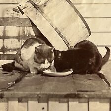 Antique Cabinet Card Photograph Adorable Pair Of Cats On Porch Eating picture