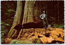 Postcard - Giant Western Red Cedar on Washington's Olympic Peninsula, USA picture