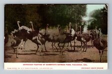 Pasadena CA-California, Ostriches Fighting At Farm, Vintage Postcard picture
