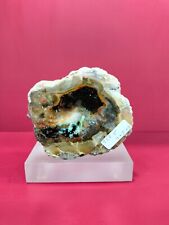Rare mix color blue red black petrified wood polished 528gr (9x5x8cm) picture