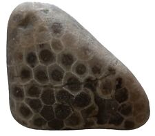 Huge Lake Michigan Petoskey Stone Premium Pattern & Conttast Unpolished Raw picture