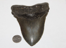 MEGALODON Fossil Giant Shark Natural NO Repair 5.49