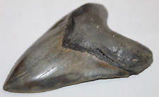 MEGALODON Fossil Giant Shark Natural NO Repair 5.03