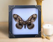 Real Framed Insect Dead Moth Brahmaea Black Shadow Box Bugs Taxidermy Decor picture