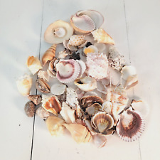 Mix Shells Sea Shells Set Beach Nautical Décor Assorted Craft Shells 2.11 lb picture