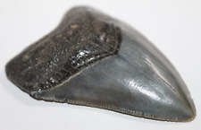 MEGALODON Fossil Shark Tooth Natural No Repair 3.09