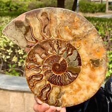 1.99LB  Rare Natural Tentacle Ammonite FossilSpecimen Shell Healing Madagascar picture
