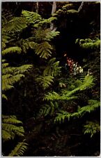 Postcard THURSTON LAVA TUBE, Hawaii's Tree Fern Forest. c1968 picture