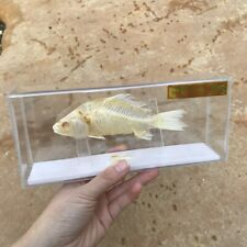 1 pcs Taxidermy fish skull specimen real bone Collection Teaching model picture