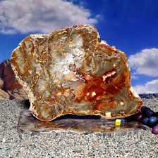 Spectacular Polished Section of Arizona Rainbow Petrified Fossilised Wood 3372g picture