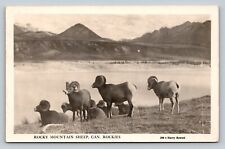 c1952 RPPC Rocky Mountain Sheep, Canada Rockies VINTAGE Postcard picture