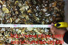 1.1lb Wholesale Natural Ammonite Shell Fossil Quartz Crystal Specimen Madagascar picture