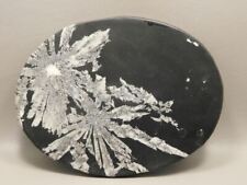 Chrysanthemum Stone Large Plate 7 inch Natural Decorator Rock #O21 picture