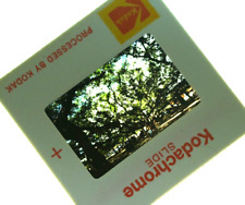 Maui Hawaii 1978 Lahaina Banyan Tree Kodak Photograph Transparency slide picture