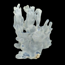 Rare ~ Natural Blue Coral Branch Heliopora Coerulea Specimen 7.1/2 H x 5.1/2 W picture