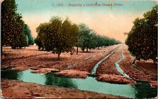 Vtg Postcard 1910s Irrigating A California Orange Grove - Ed Mitchell Pub Unused picture
