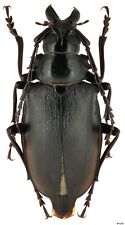 Coleoptera Cerambycidae Prioninae Dorysthenes walkeri Thailand female 46mm picture