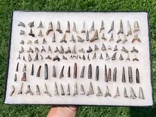 Cretaceous Sharks Teeth and Enchodus Teeth Collection OVER 100 TEETH Texas picture