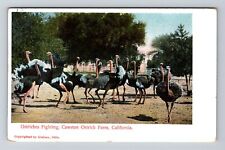 CA-California, Ostriches Fighting, Cawston Ostrich Farm, Vintage Postcard picture