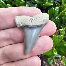 Aurora North Carolina Hastalis Shark Tooth Fossil Lee Creek Not Great White picture