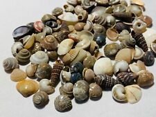500+ Tiny Mixed Seashells, Assorted Craft Shells Mix US Seller  picture