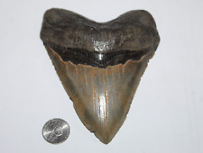 MEGALODON Shark Tooth Fossil No Repair Natural 5.18